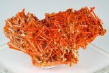 Bright Orange Crocoite Crystal Cluster - Tasmania #182740-3